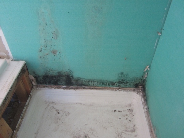 Mold in a shower without waterprofing